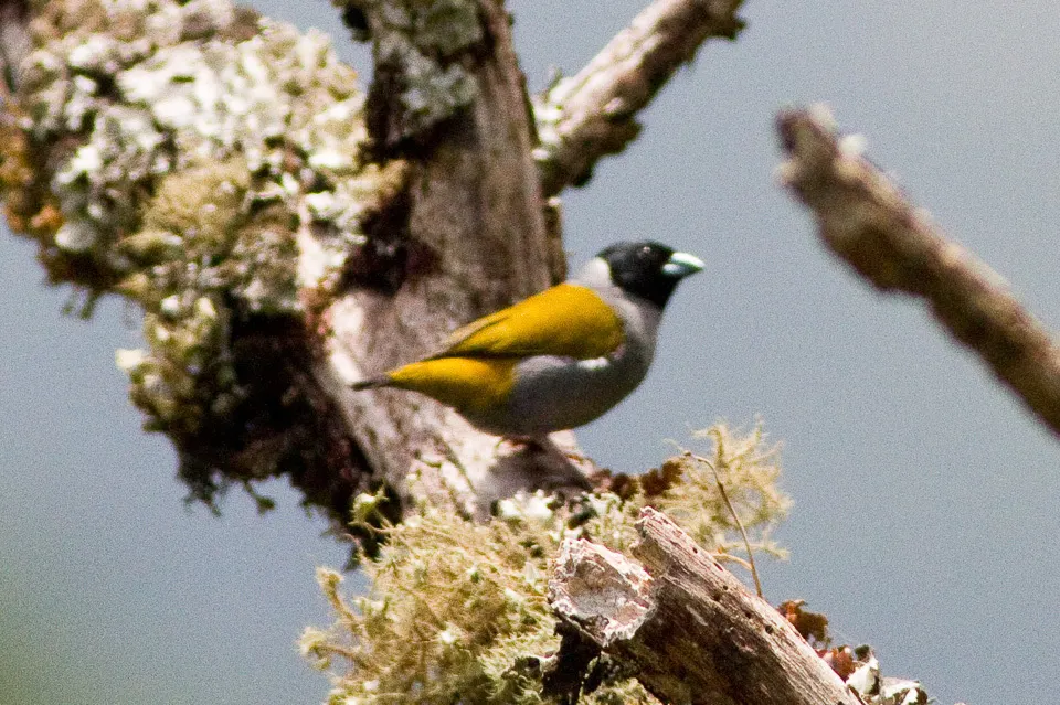 小绿背织雀(Nesocharis shelleyi)