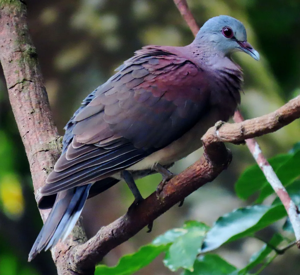 马岛斑鸠(Nesoenas picturatus)