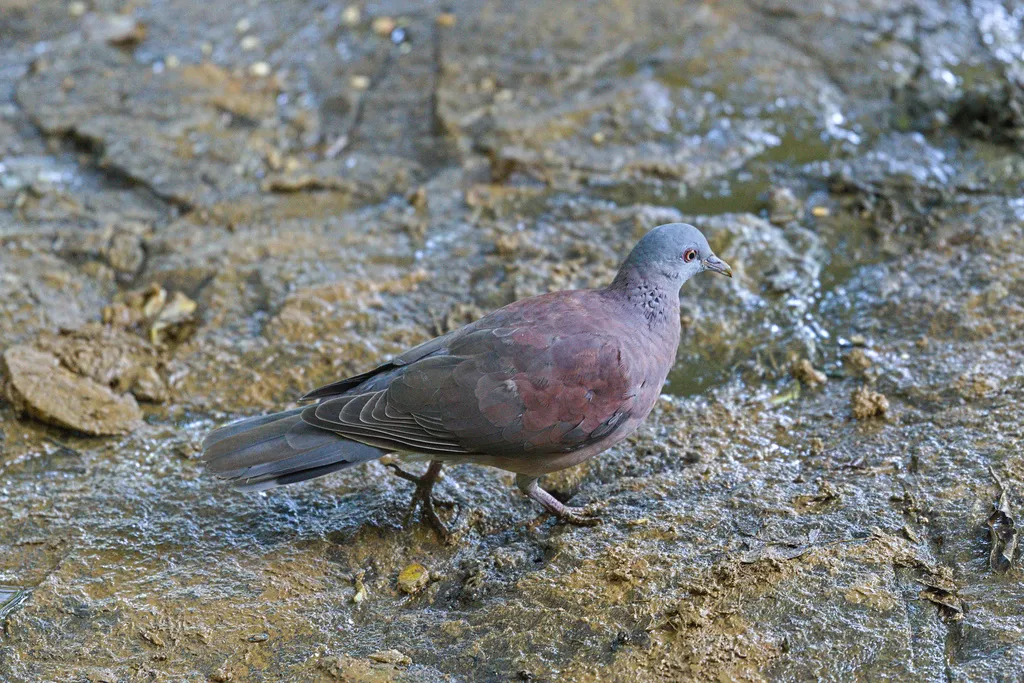 马岛斑鸠(Nesoenas picturatus)