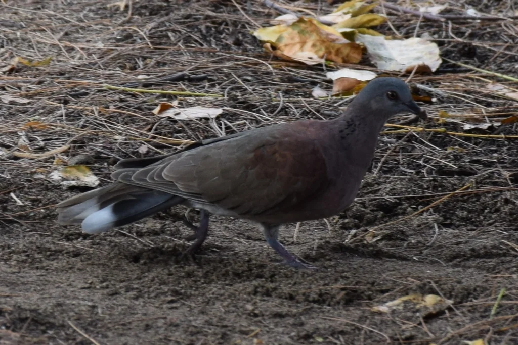 马岛斑鸠(Nesoenas picturatus)