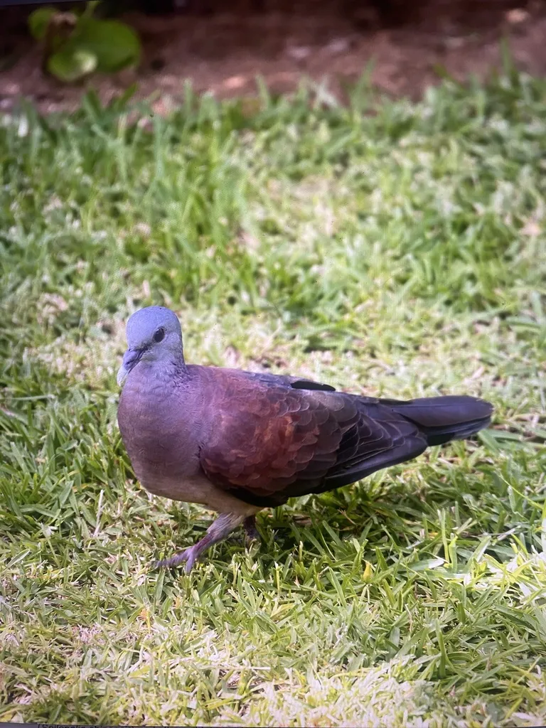 马岛斑鸠(Nesoenas picturatus)