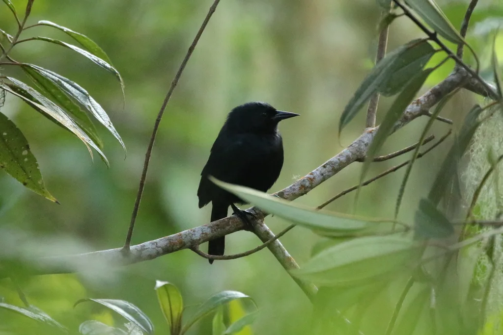 牙买加黑鹂(Nesopsar nigerrimus)