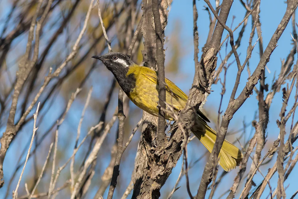 白耳吸蜜鸟(Nesoptilotis leucotis)