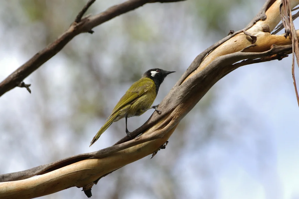 白耳吸蜜鸟(Nesoptilotis leucotis)