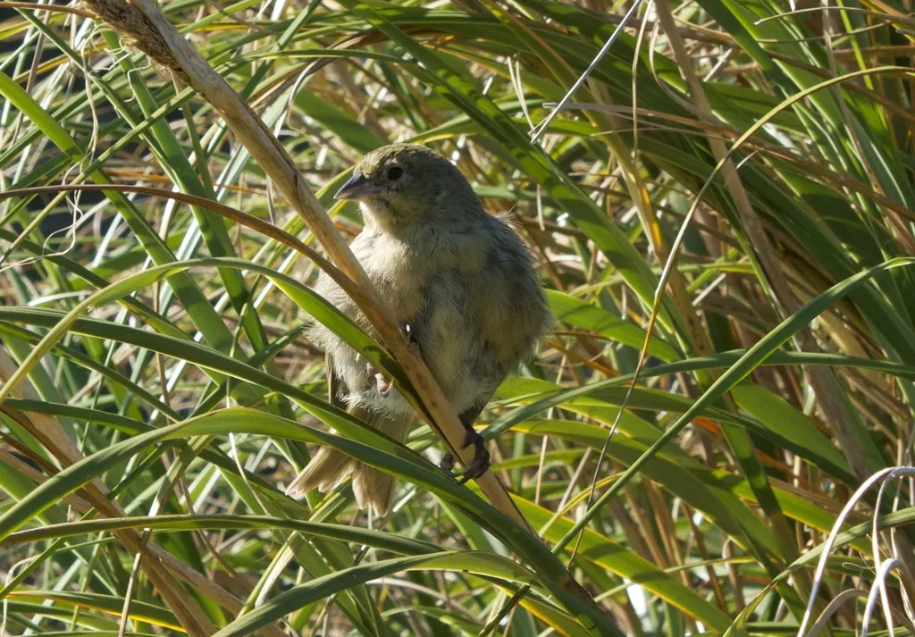 南丁岛雀(Nesospiza questi)