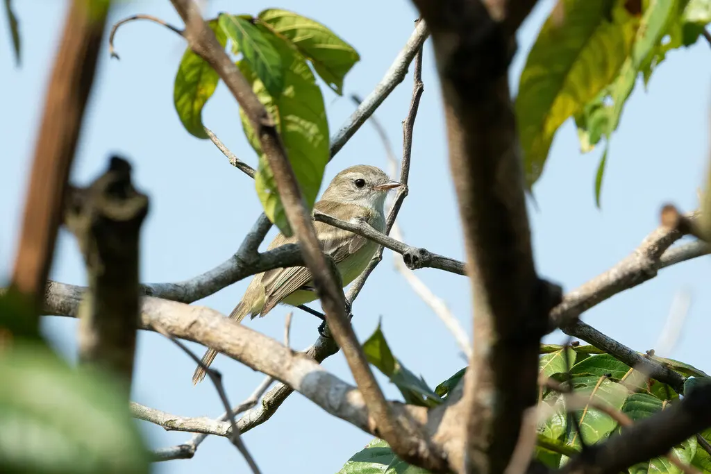 南灰色小霸鹟(Nesotriccus murinus)