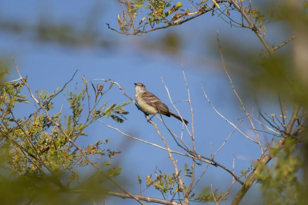 南灰色小霸鹟(Nesotriccus murinus)