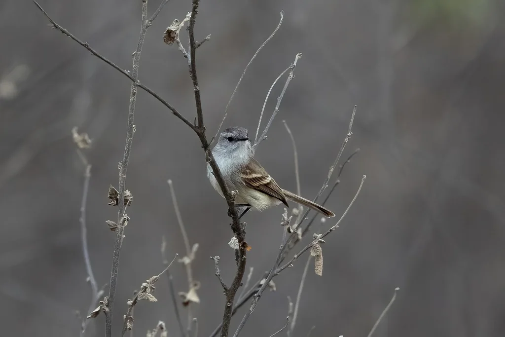 白腹灰色小霸鹟(Nesotriccus tumbezanus)