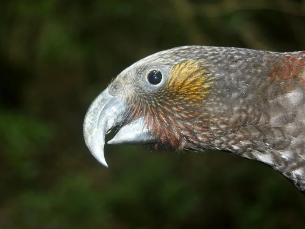 白顶啄羊鹦鹉(Nestor meridionalis)