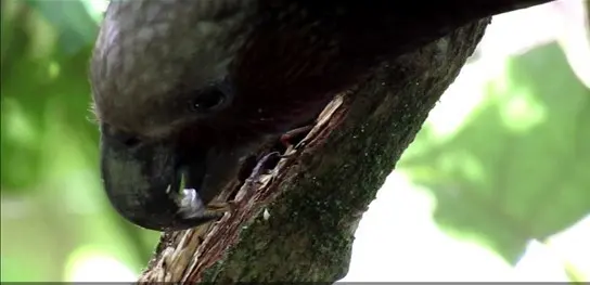 白顶啄羊鹦鹉(Nestor meridionalis)