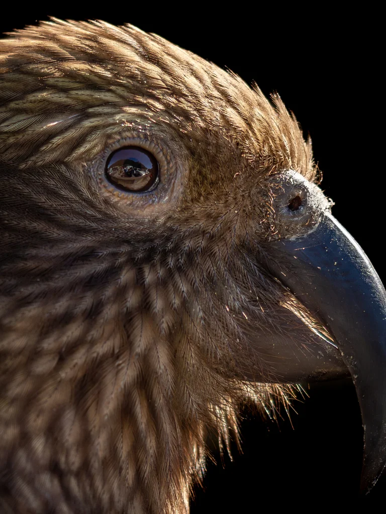 啄羊鹦鹉(Nestor notabilis)