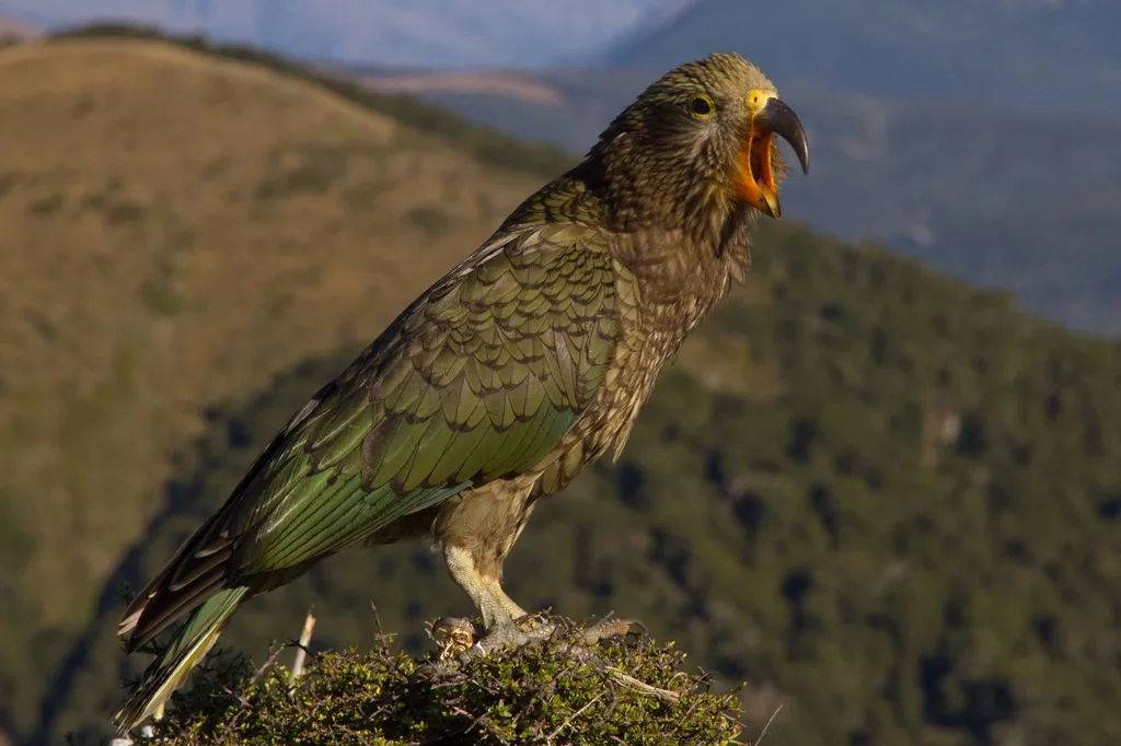 啄羊鹦鹉(Nestor notabilis)
