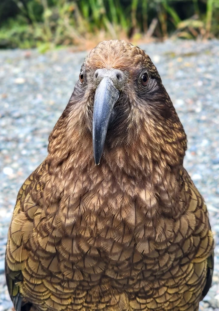 啄羊鹦鹉(Nestor notabilis)