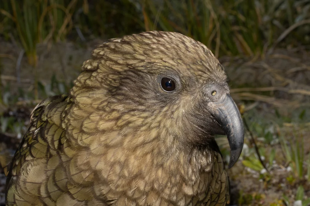 啄羊鹦鹉(Nestor notabilis)