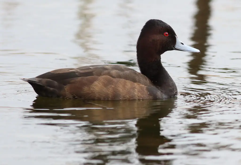 灰嘴潜鸭(Netta erythrophthalma)