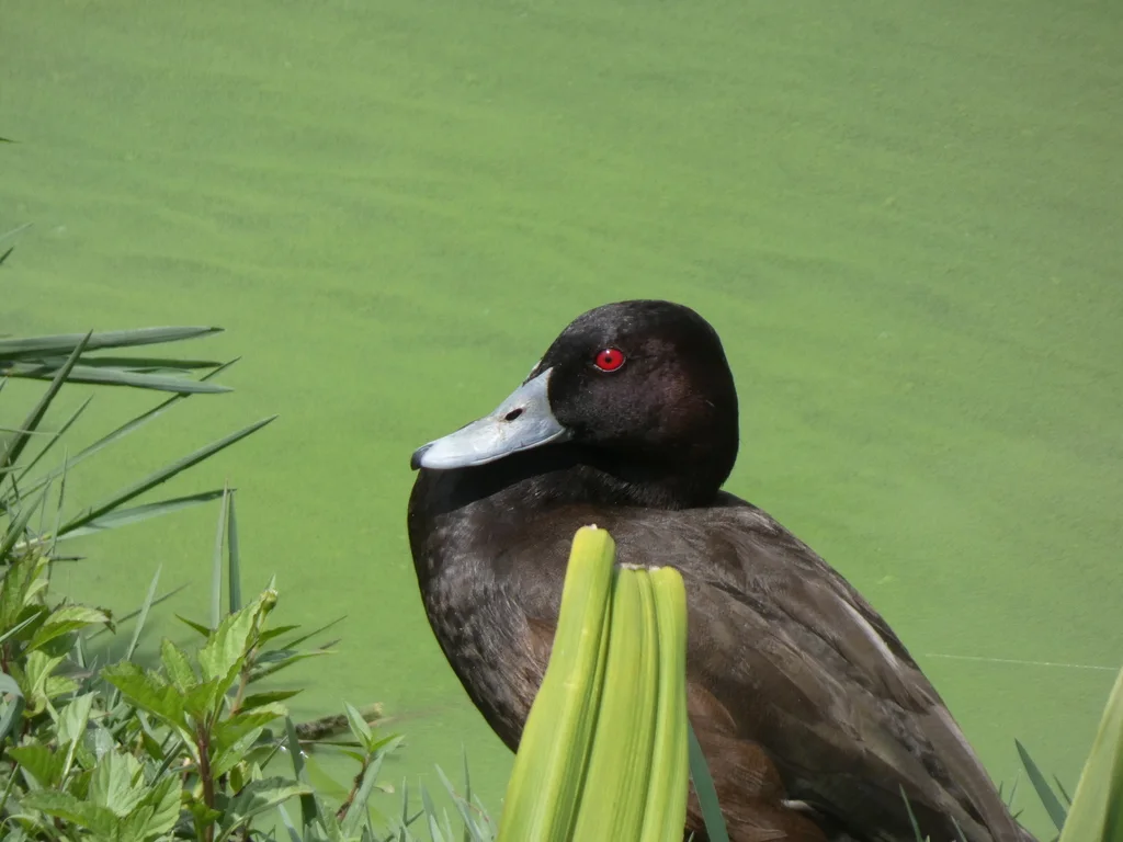 灰嘴潜鸭(Netta erythrophthalma)