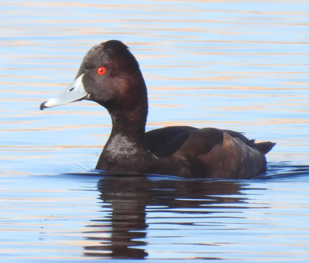灰嘴潜鸭(Netta erythrophthalma)