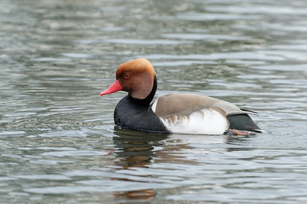 赤嘴潜鸭(Netta rufina)
