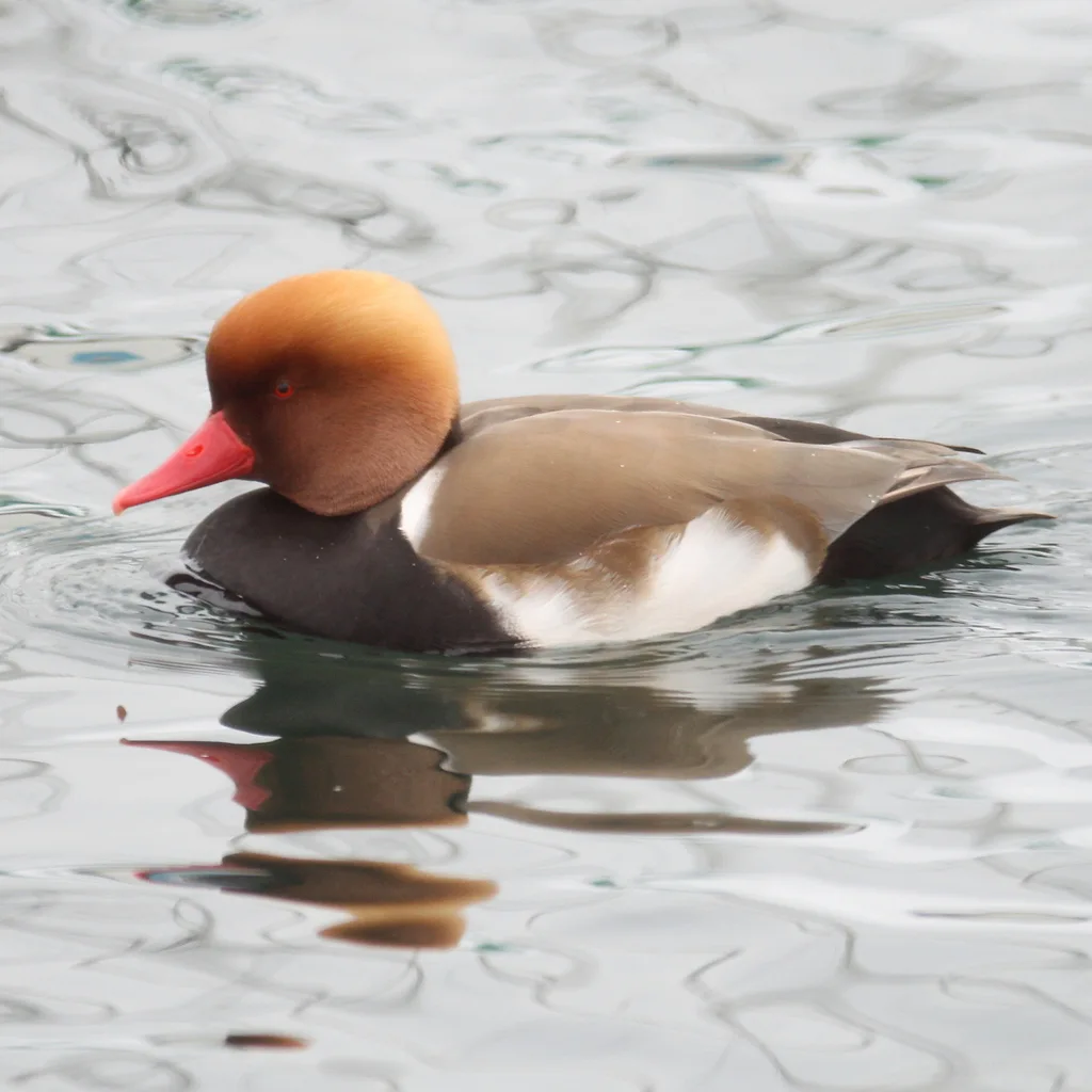 赤嘴潜鸭(Netta rufina)