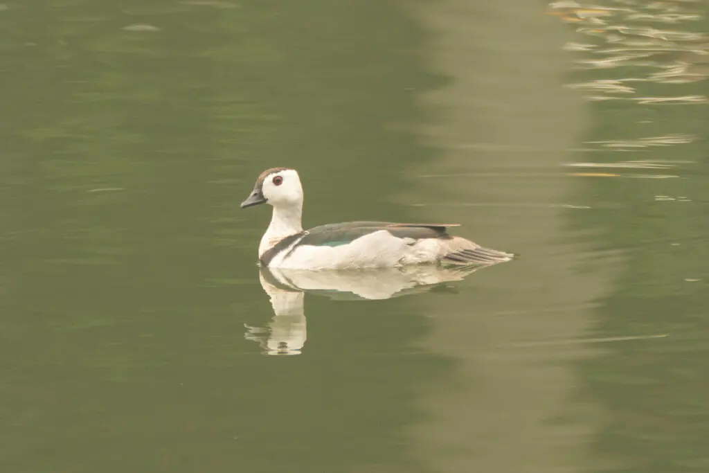 棉凫(Nettapus coromandelianus)