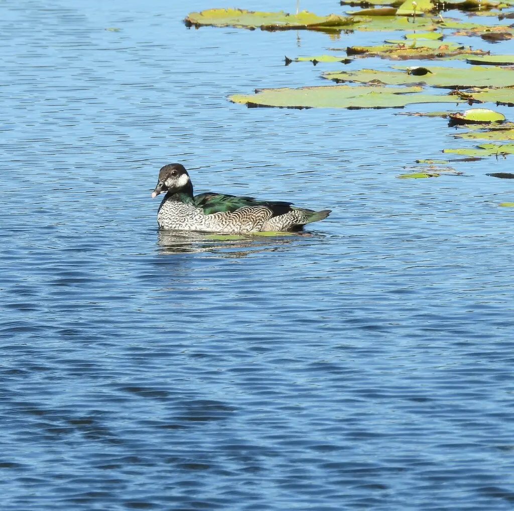 绿棉凫(Nettapus pulchellus)