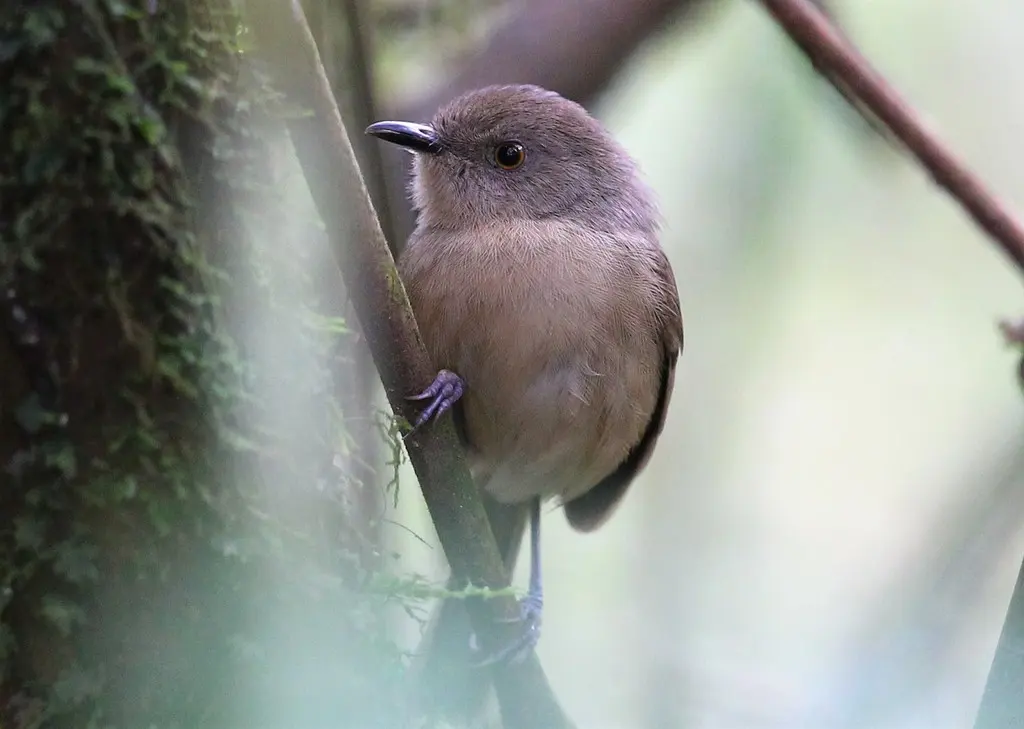 暗牛顿莺(Newtonia amphichroa)