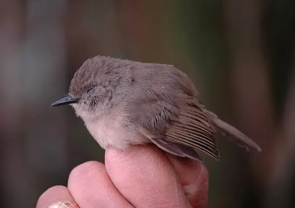 暗牛顿莺(Newtonia amphichroa)