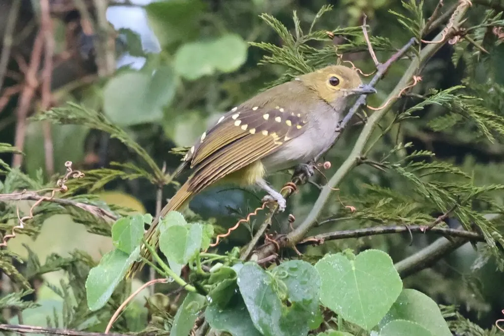 黄翼斑斗鹎(Nicator chloris)