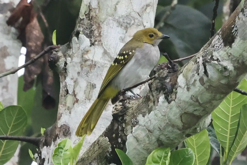 黄翼斑斗鹎(Nicator chloris)