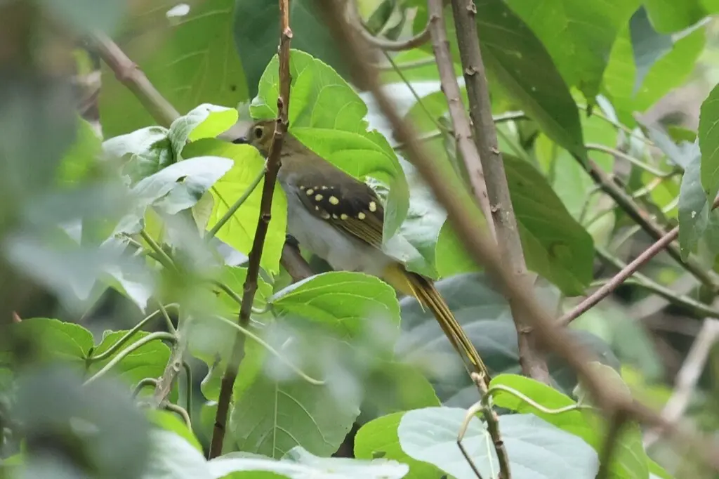 黄翼斑斗鹎(Nicator chloris)