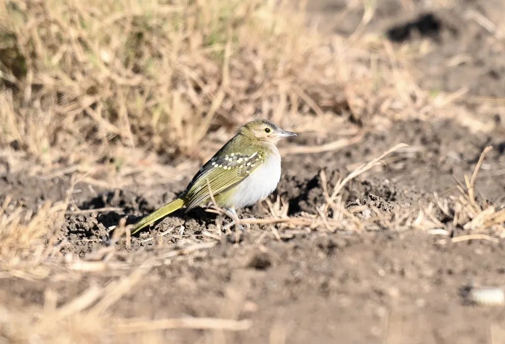 东非斗鹎(Nicator gularis)