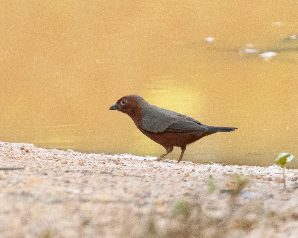 栗胸黑雀(Nigrita bicolor)