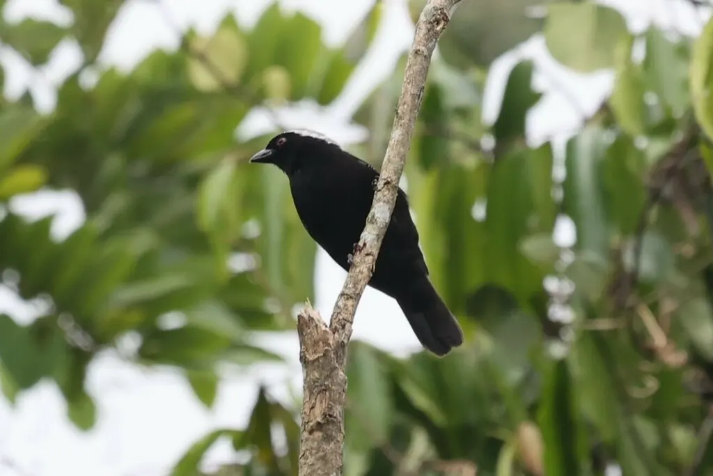 灰冠黑雀(Nigrita canicapillus)