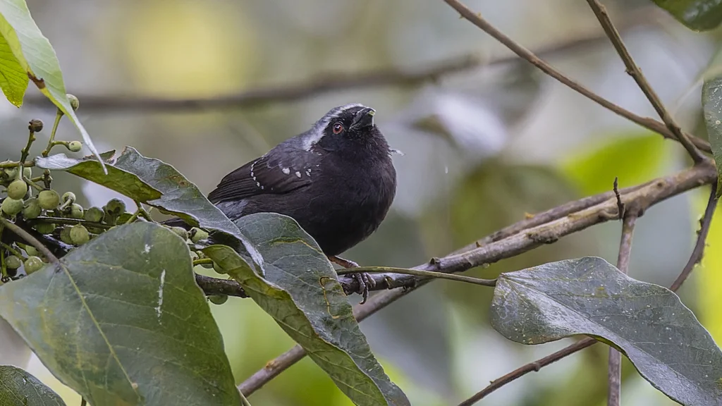 灰冠黑雀(Nigrita canicapillus)