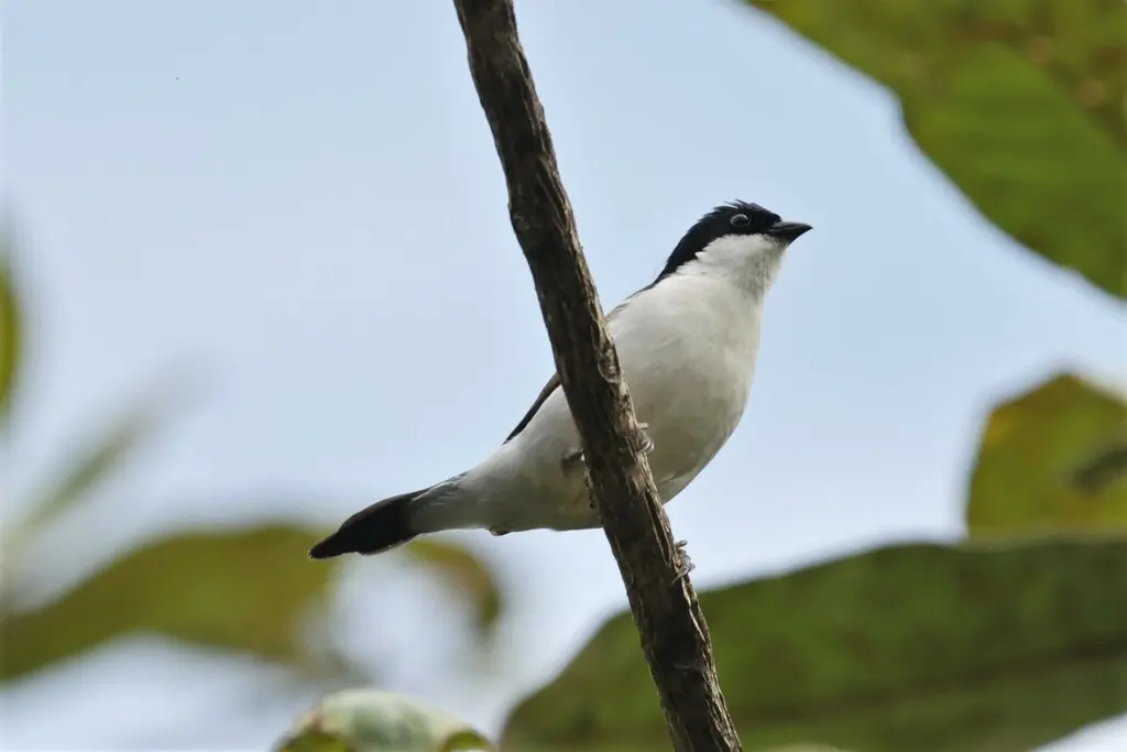 白胸黑雀(Nigrita fusconotus)