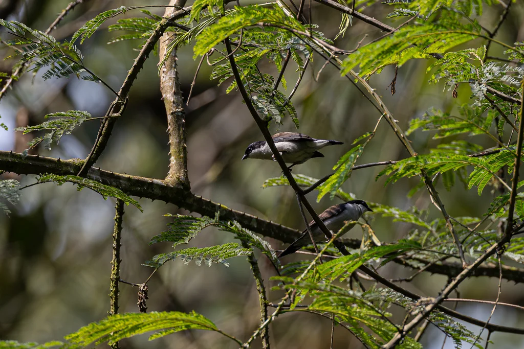白胸黑雀(Nigrita fusconotus)