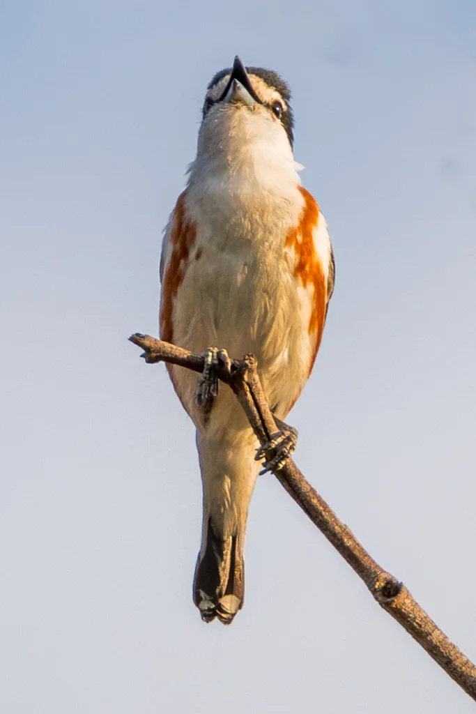 非洲鵙(Nilaus afer)