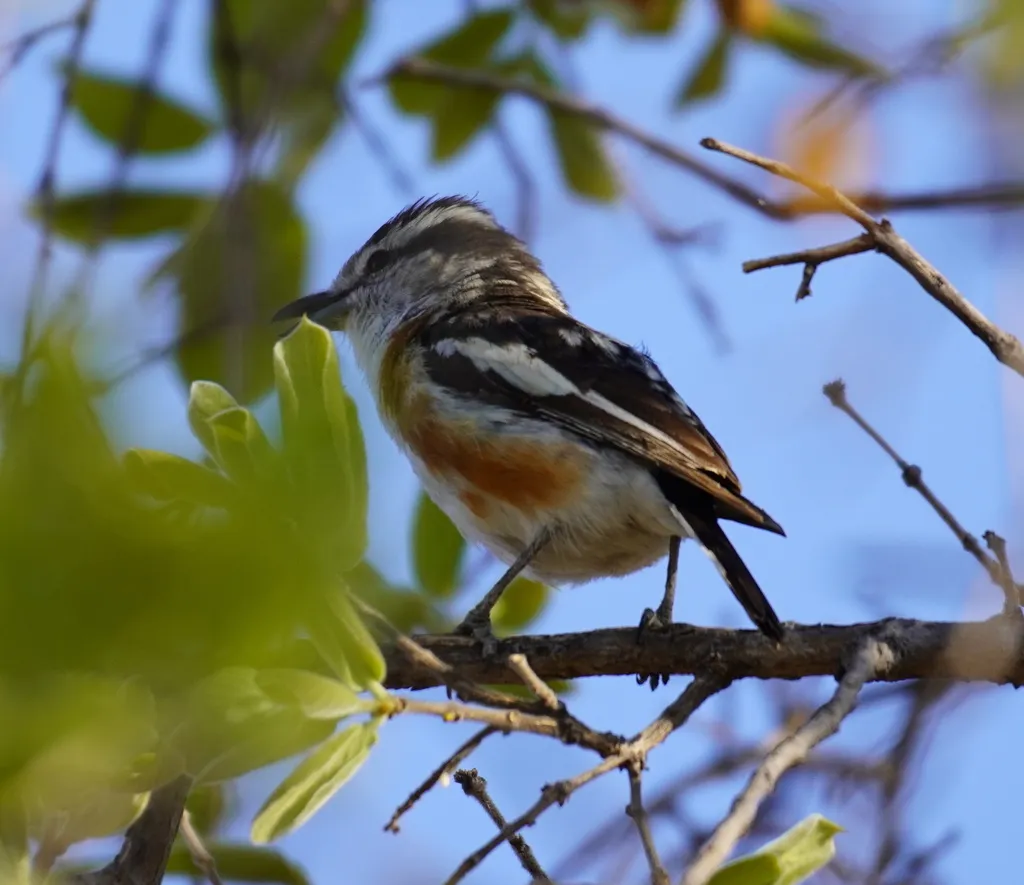 非洲鵙(Nilaus afer)