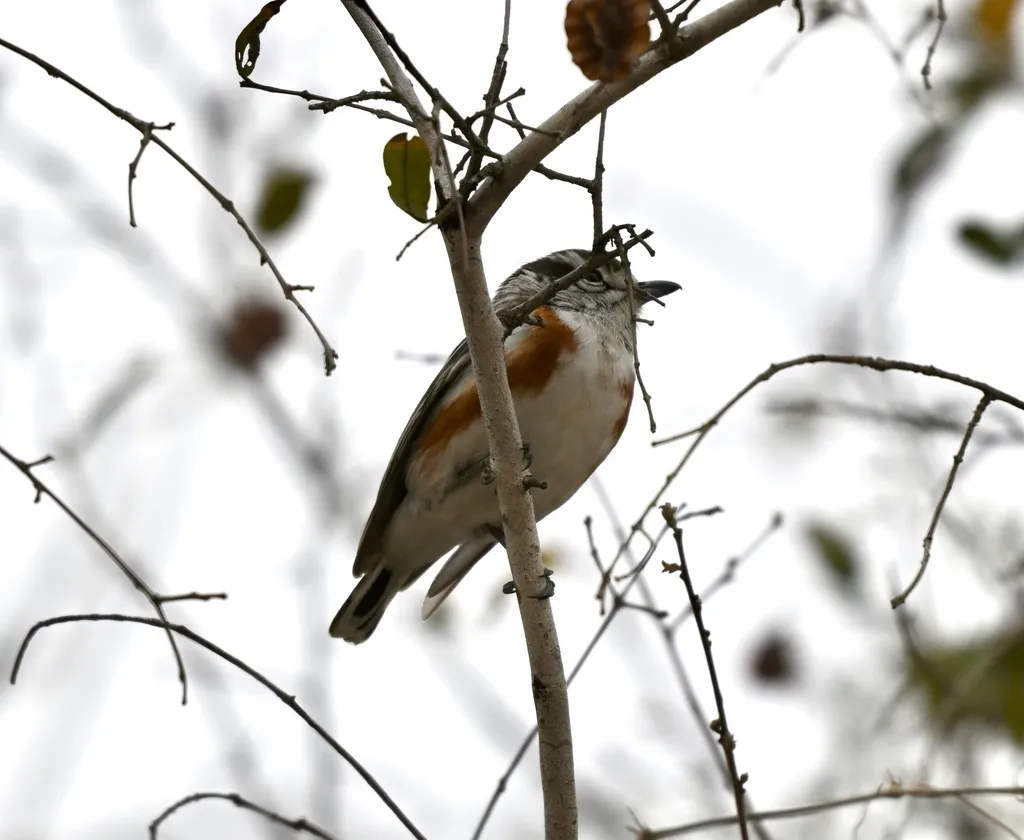非洲鵙(Nilaus afer)