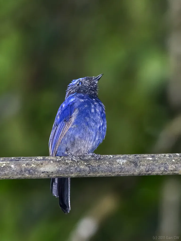 大仙鹟(Niltava grandis)