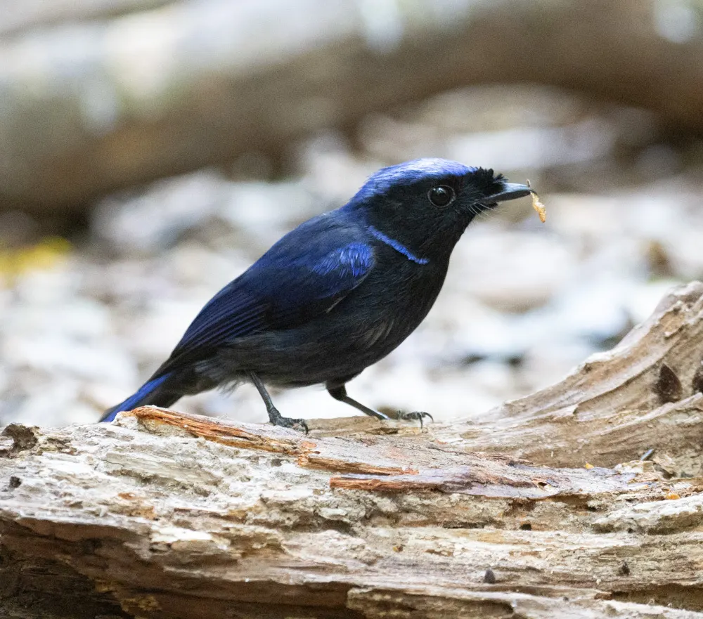大仙鹟(Niltava grandis)