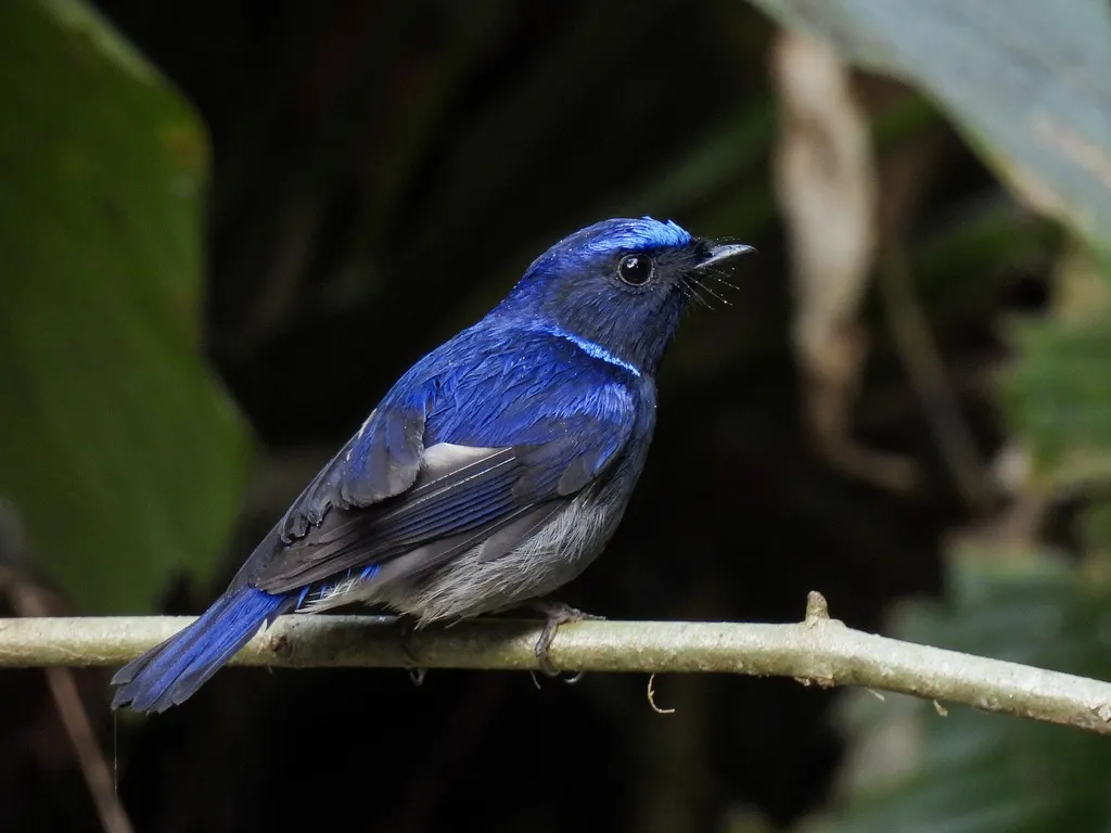 小仙鹟（Niltava macgrigoriae）