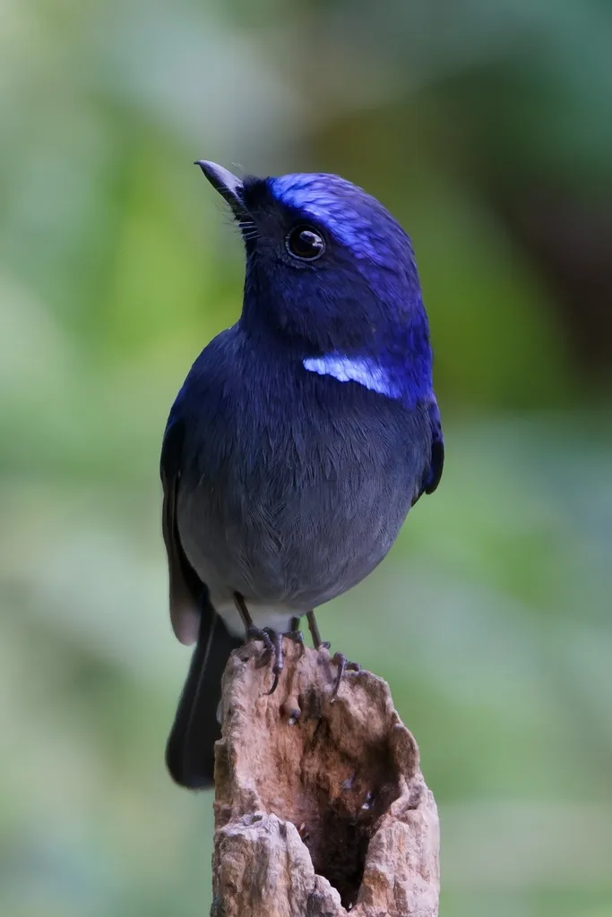 小仙鹟（Niltava macgrigoriae）