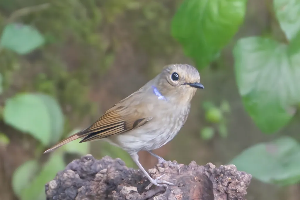 小仙鹟（Niltava macgrigoriae）
