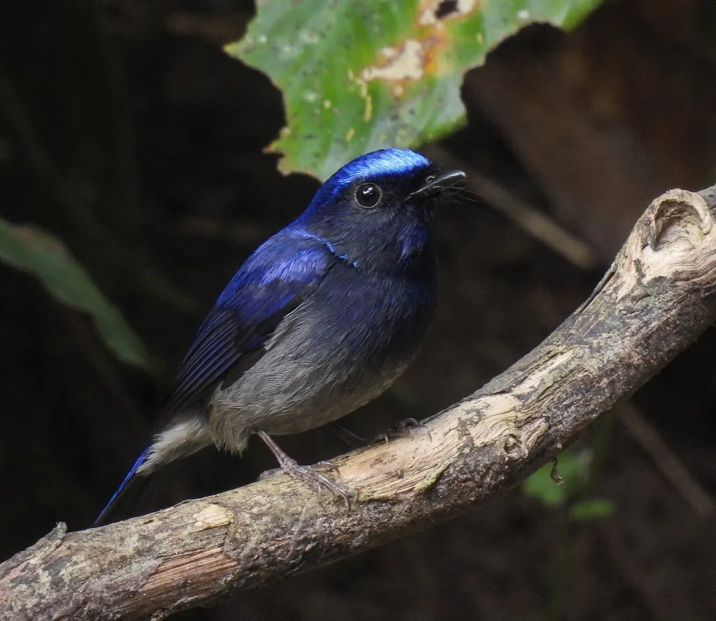 小仙鹟（Niltava macgrigoriae）