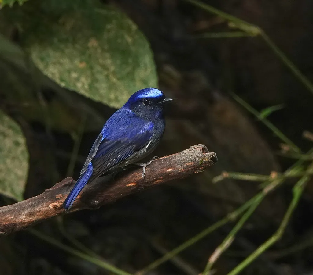 小仙鹟（Niltava macgrigoriae）