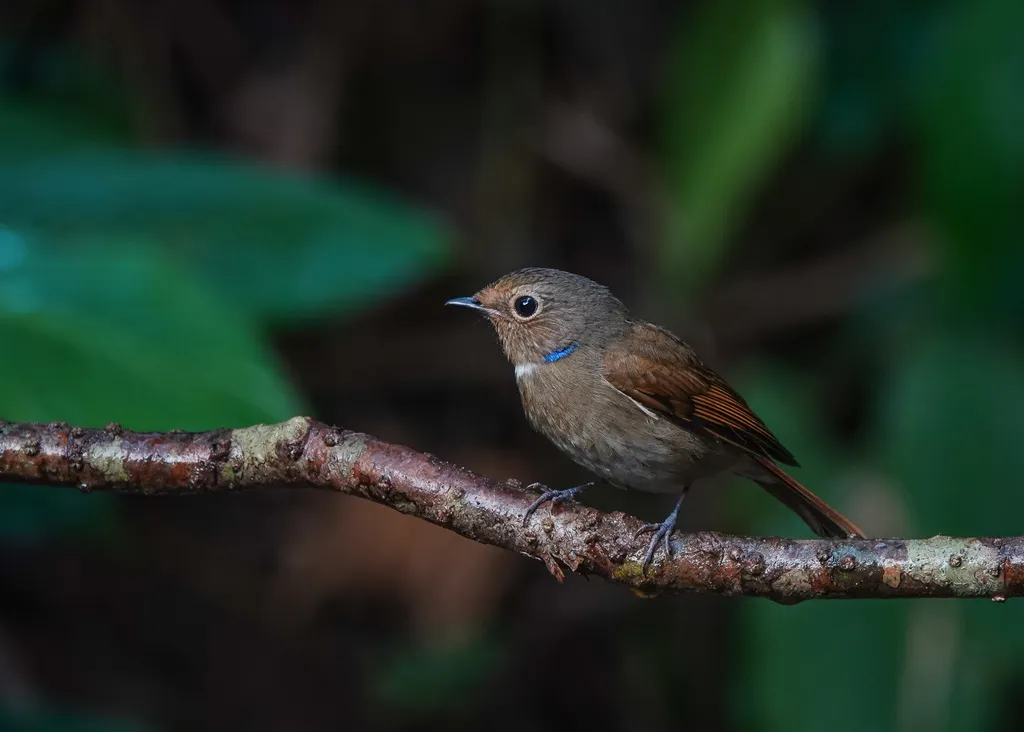 小仙鹟（Niltava macgrigoriae）