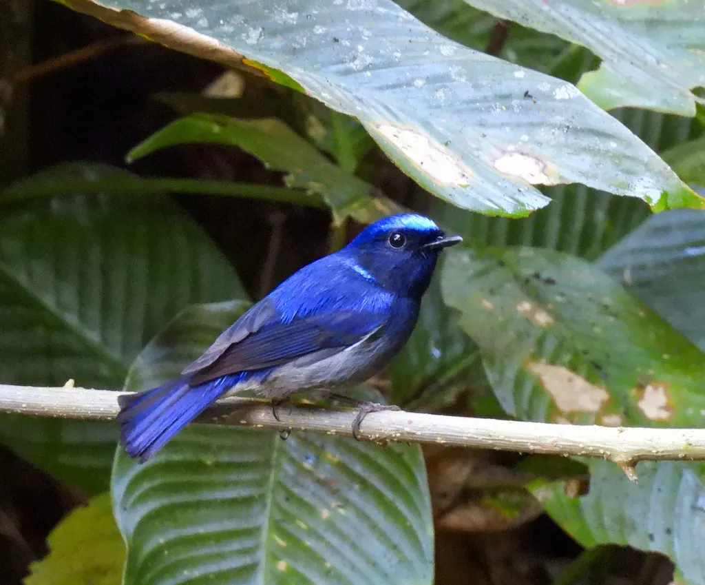 小仙鹟（Niltava macgrigoriae）
