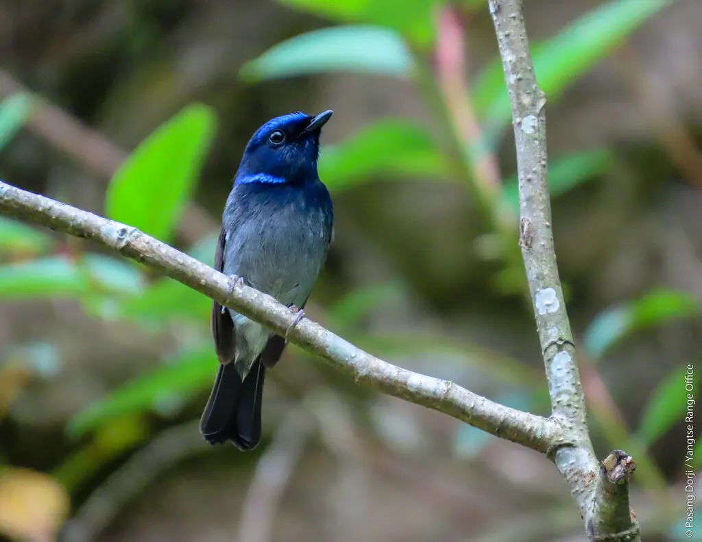 小仙鹟（Niltava macgrigoriae）