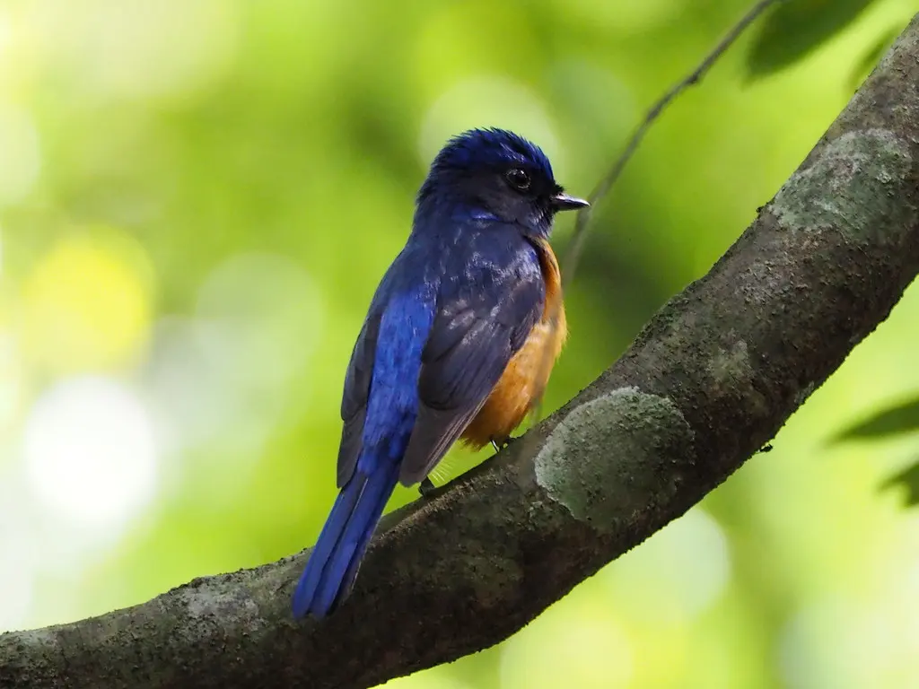 台湾蓝仙鹟(Niltava vivida)